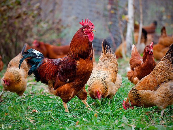 Породы куриц | ЗооТом - продажа, вязка и услуги для животных в Бородино
