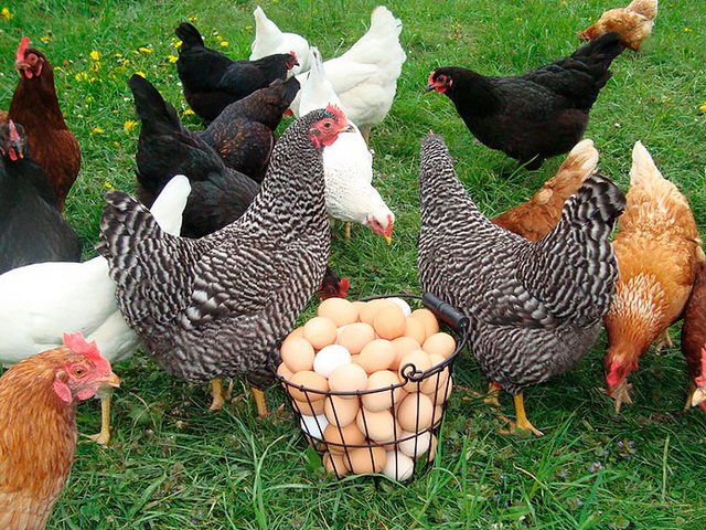 Содержание кур и уход за ними | ЗооТом - продажа, вязка и услуги для животных в Бородино