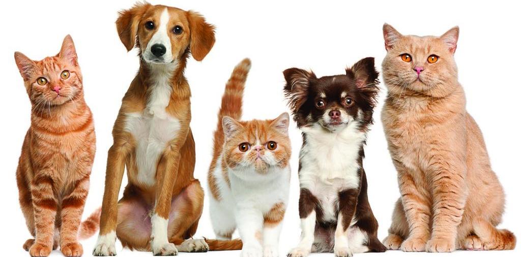 Доска объявлений о животных | ЗооТом - продажа, вязка и услуги для животных в Бородино