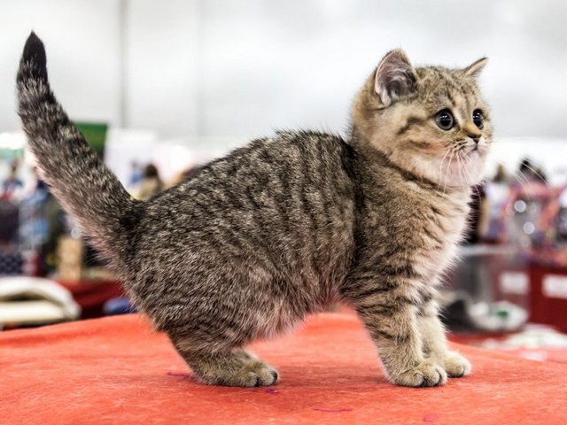 Породы кошек в Бородино | ЗооТом портал о животных
