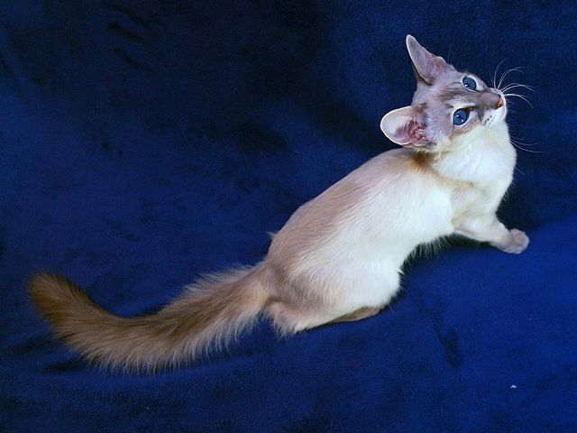 Выведенные породы кошек в Бородино | ЗооТом портал о животных