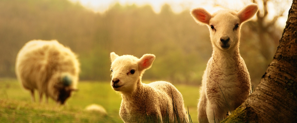 Объявления о сельскохозяйственных животных | ЗооТом - продажа, вязка и услуги для животных в Бородино