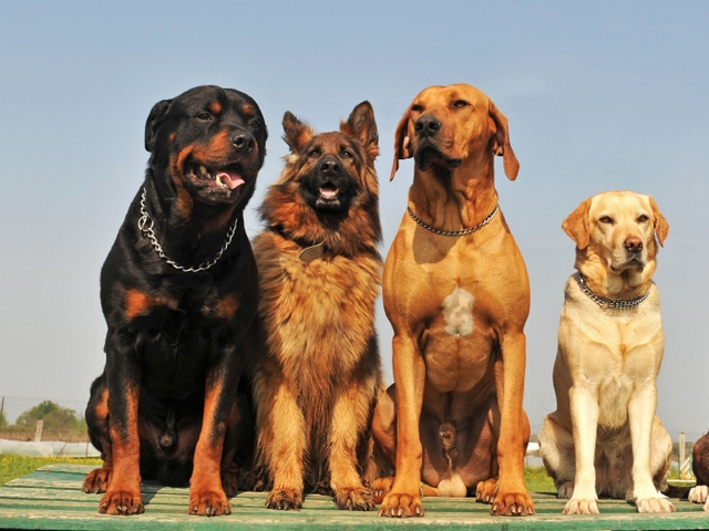 Крупные породы собак в Бородино | ЗооТом портал о животных