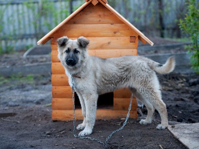 Все о собаках в Бородино Все о собаках в Бородино